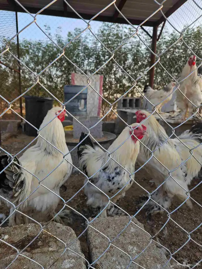 ديكة براهما 2