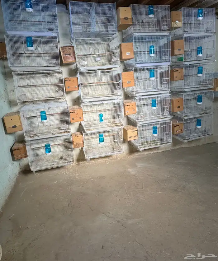 للبيع ازواج روز منتجه 15 زوج 0