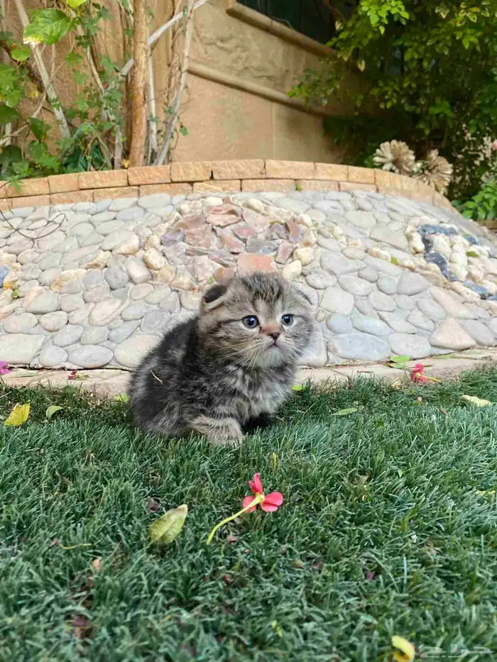 سكوتش فولد مطعمين الوان مميزة للبيع ولايوجد تبني 2