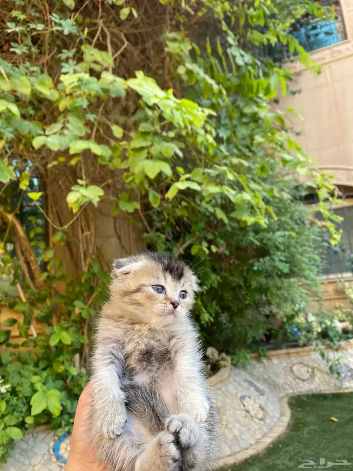 سكوتش فولد مطعمين الوان مميزة للبيع ولايوجد تبني 17