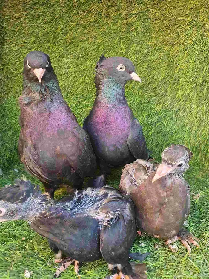 جوز تركي اسود مذيل 4