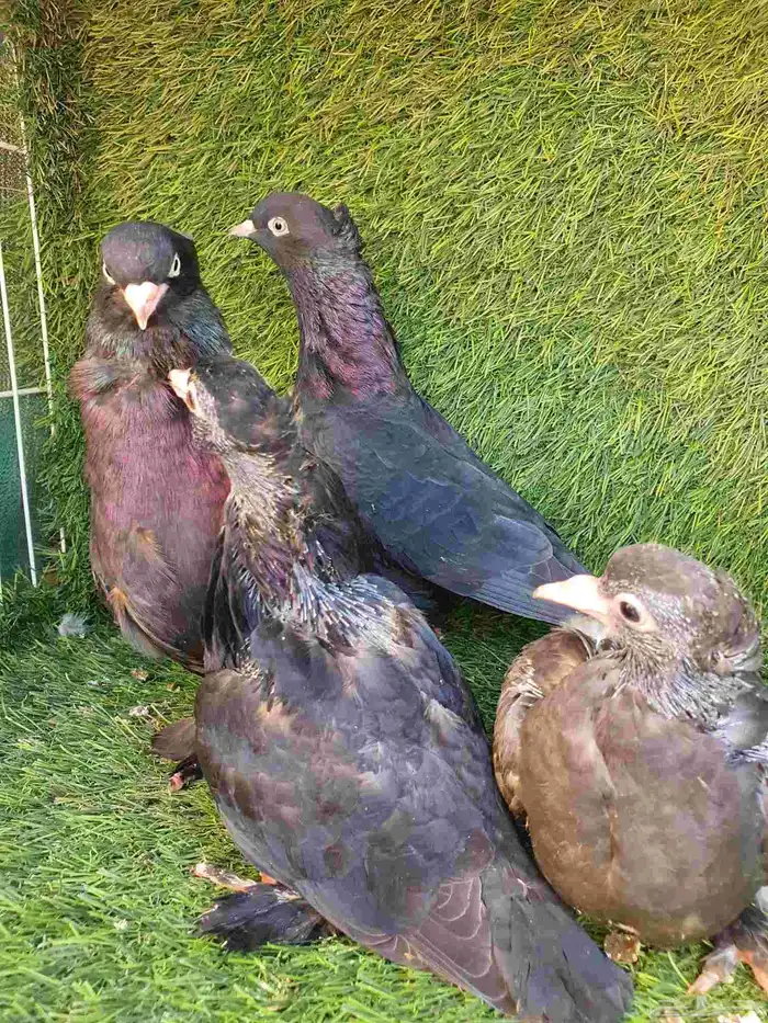 جوز تركي اسود مذيل 3