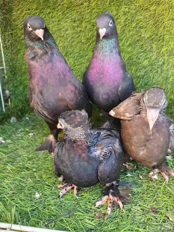 جوز تركي اسود مذيل 0