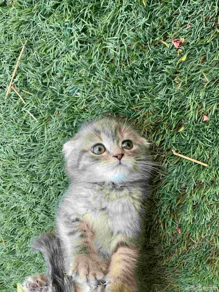 سكوتش فولد مطعمين الوان مميزة للبيع ولايوجد تبني 20