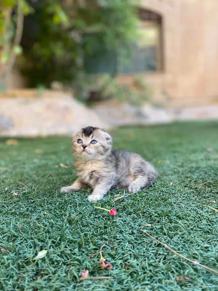 سكوتش فولد مطعمين الوان مميزة للبيع ولايوجد تبني 8