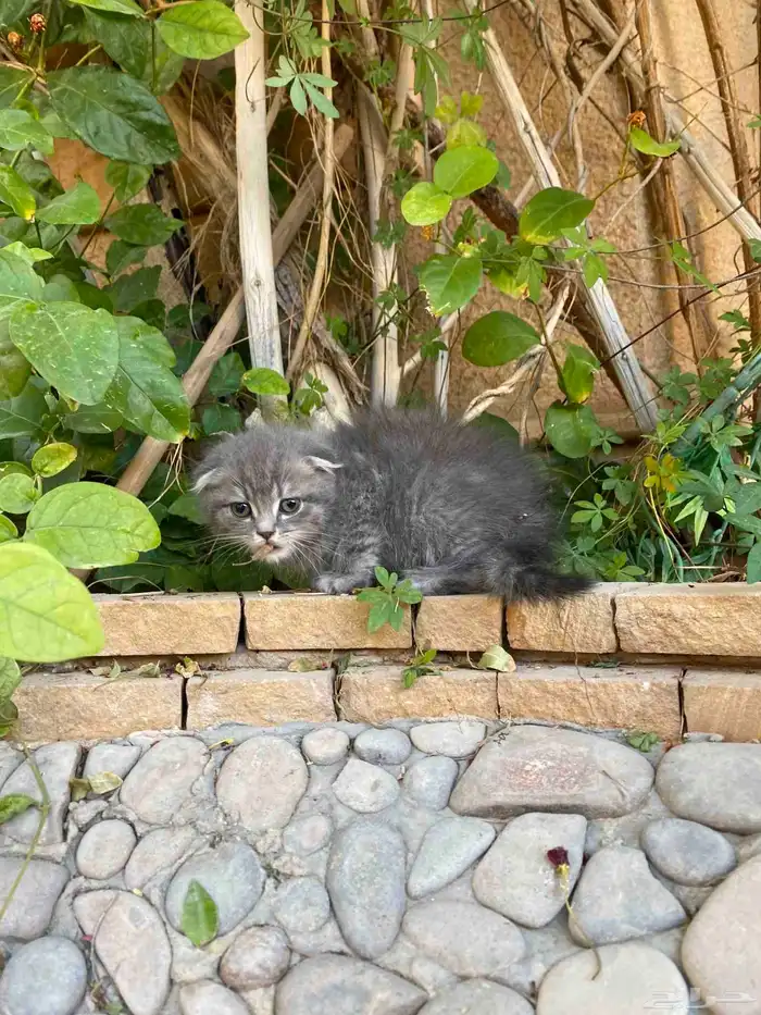 سكوتش فولد مطعمين الوان مميزة للبيع ولايوجد تبني 26