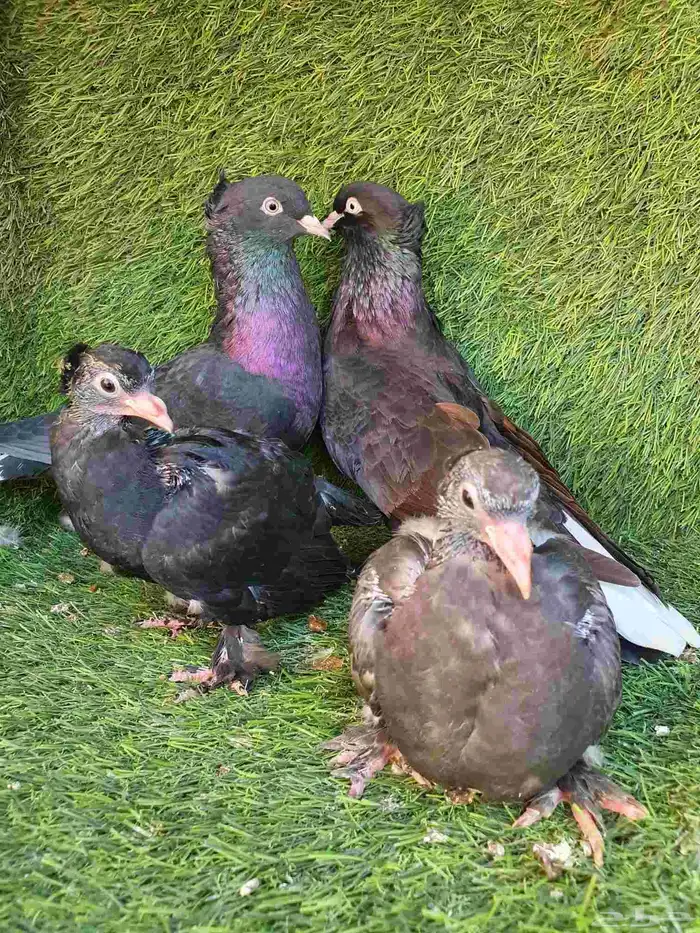 جوز تركي اسود مذيل 2