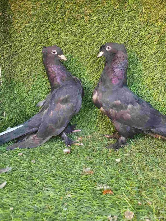 جوز تركي اسود مذيل 6