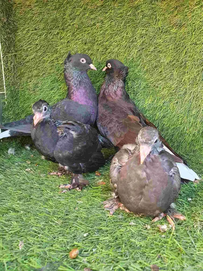 جوز تركي اسود مذيل 5