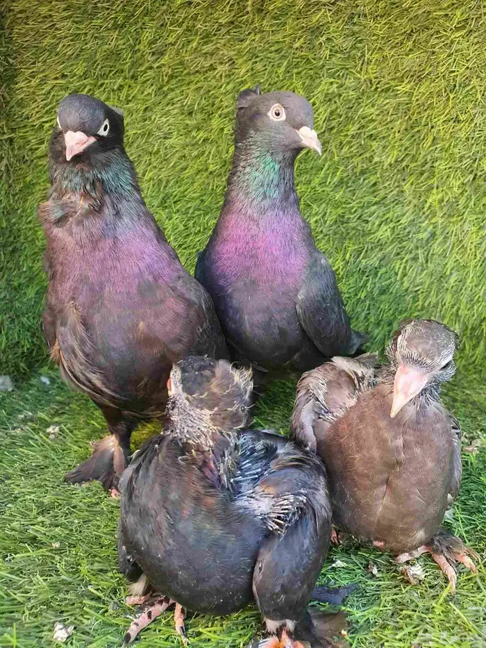 جوز تركي اسود مذيل 1