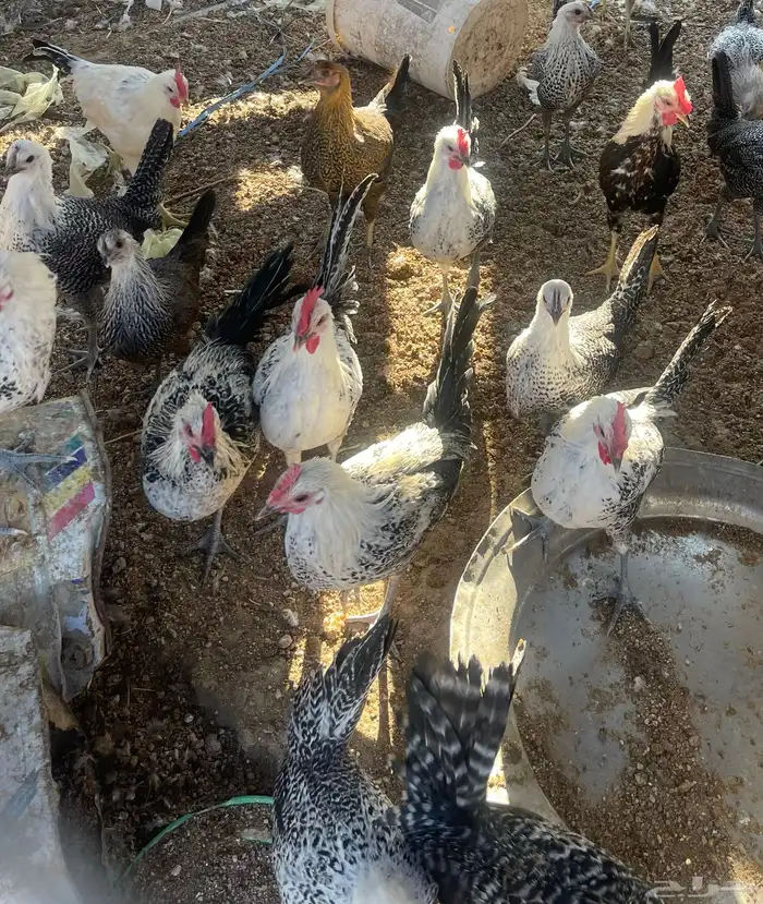 دجاج فيومي 7