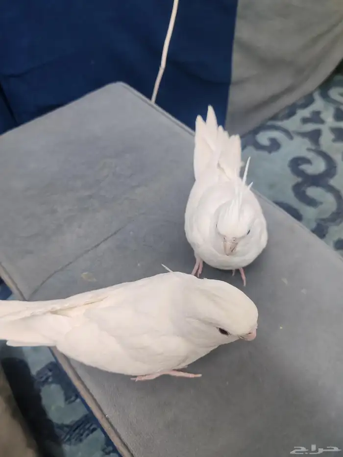 جوز كروان البينو عيون حمر اليف 3