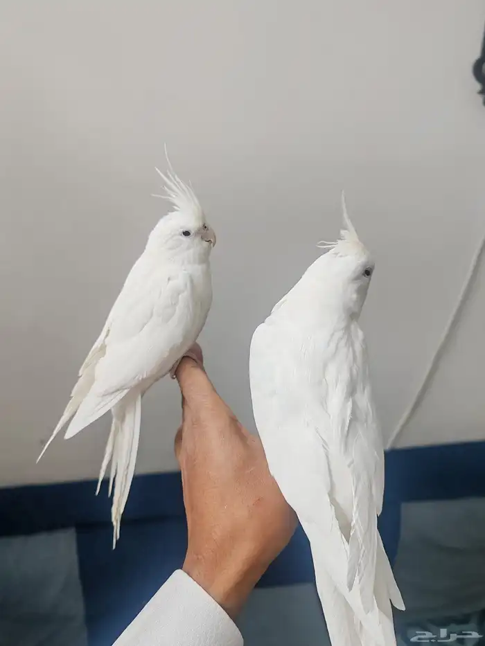 جوز كروان البينو عيون حمر اليف 1