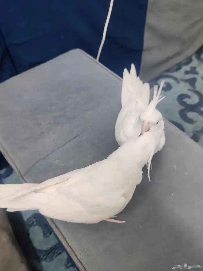 جوز كروان البينو عيون حمر اليف 2