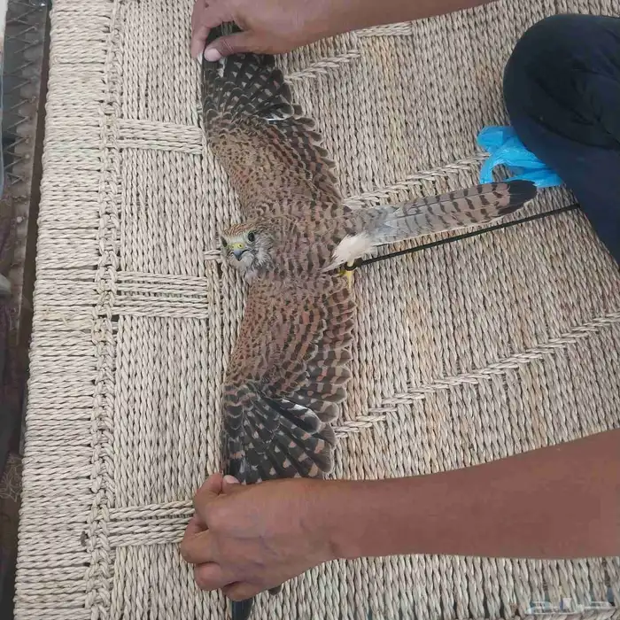 طار شبوط للبيع الجاد يكلمني الصحه جيدا الموقع جازان ابو عريش 3