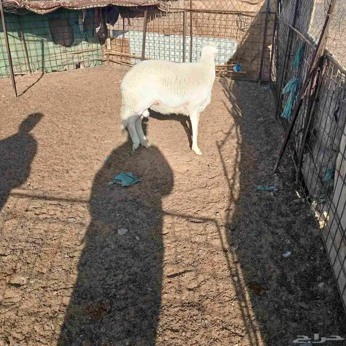 للبيع خروف جذع 1