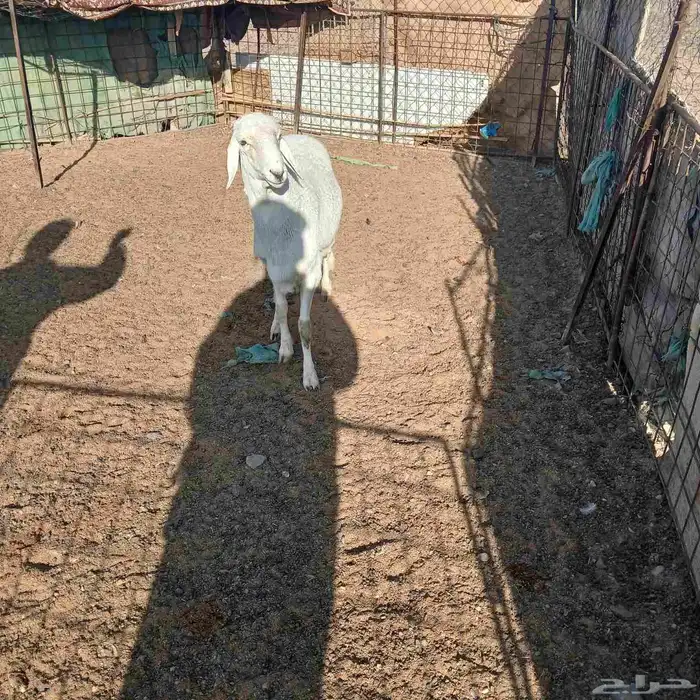 للبيع خروف جذع 2