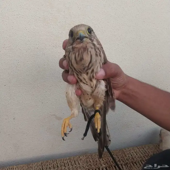 طار شبوط للبيع الجاد يكلمني الصحه جيدا الموقع جازان ابو عريش 0