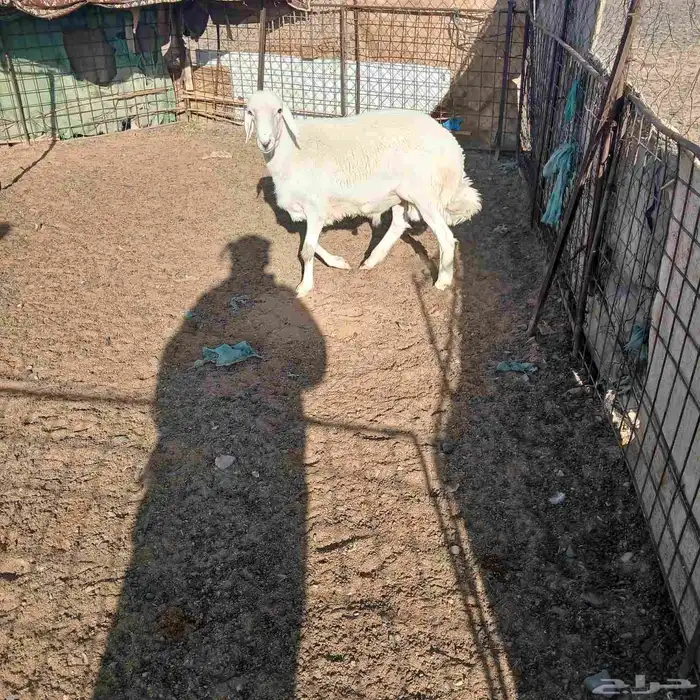 للبيع خروف جذع 4