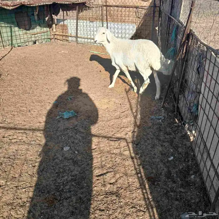 للبيع خروف جذع 3