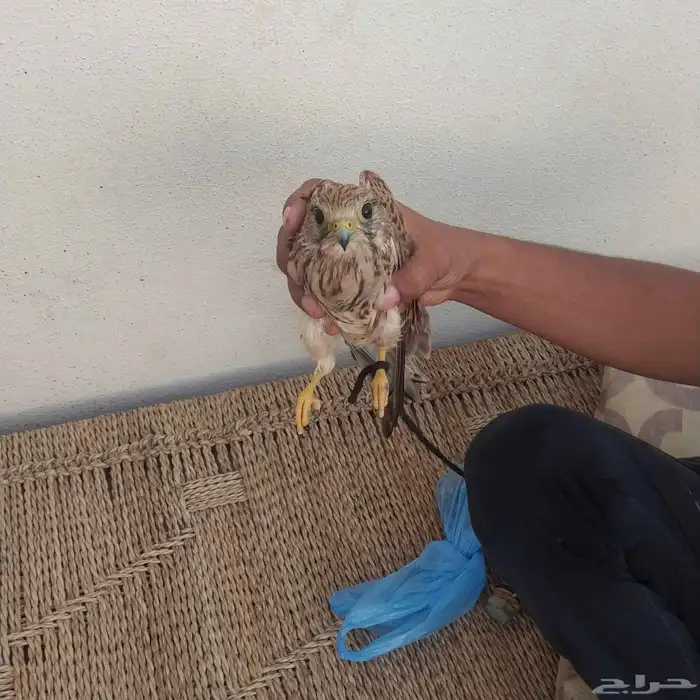 طار شبوط للبيع الجاد يكلمني الصحه جيدا الموقع جازان ابو عريش 1