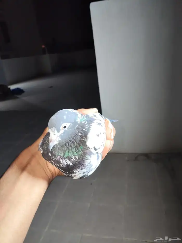 دجاج كويتي وحمام باكستاني وحمام قطيفي 2