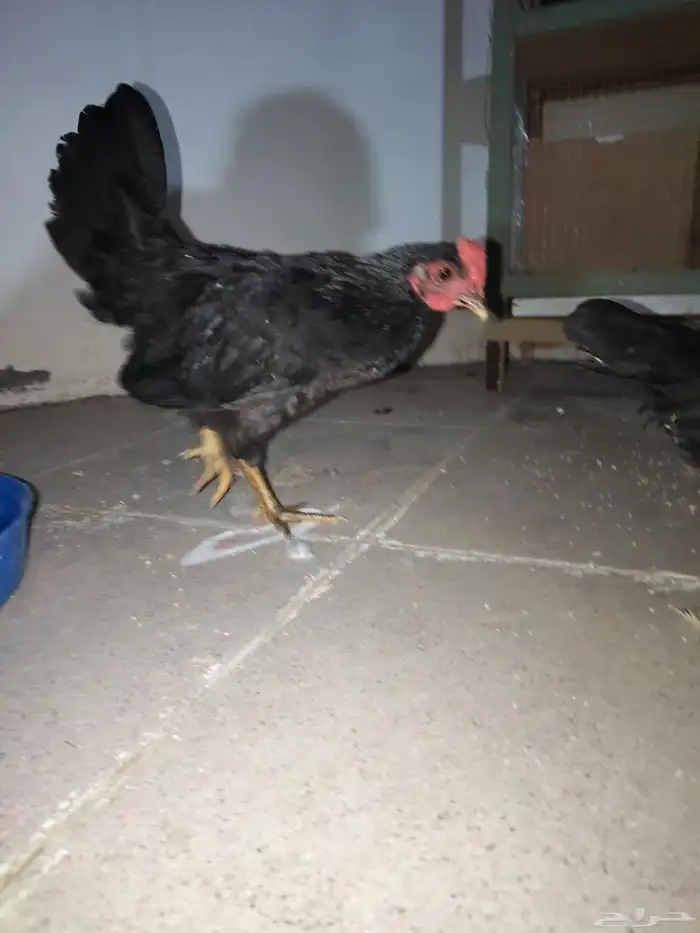 دجاج كويتي وحمام باكستاني وحمام قطيفي 9