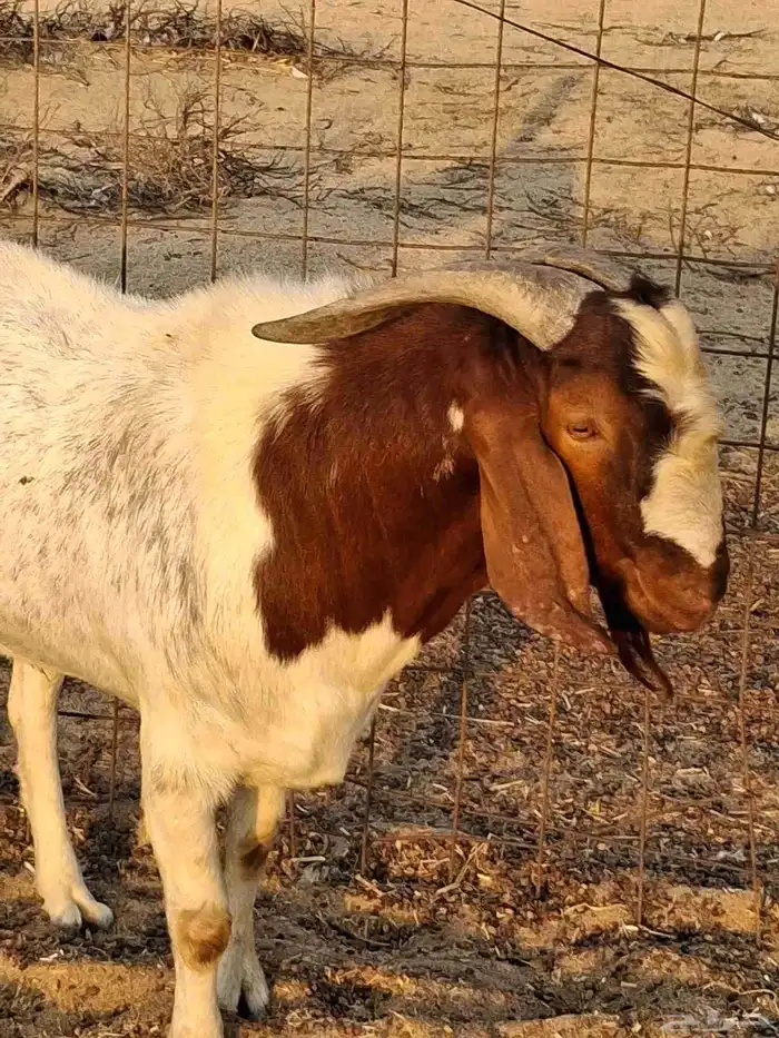 تيس فحل بروقيت سديس دم صافي ماشاء الله ضراب 7