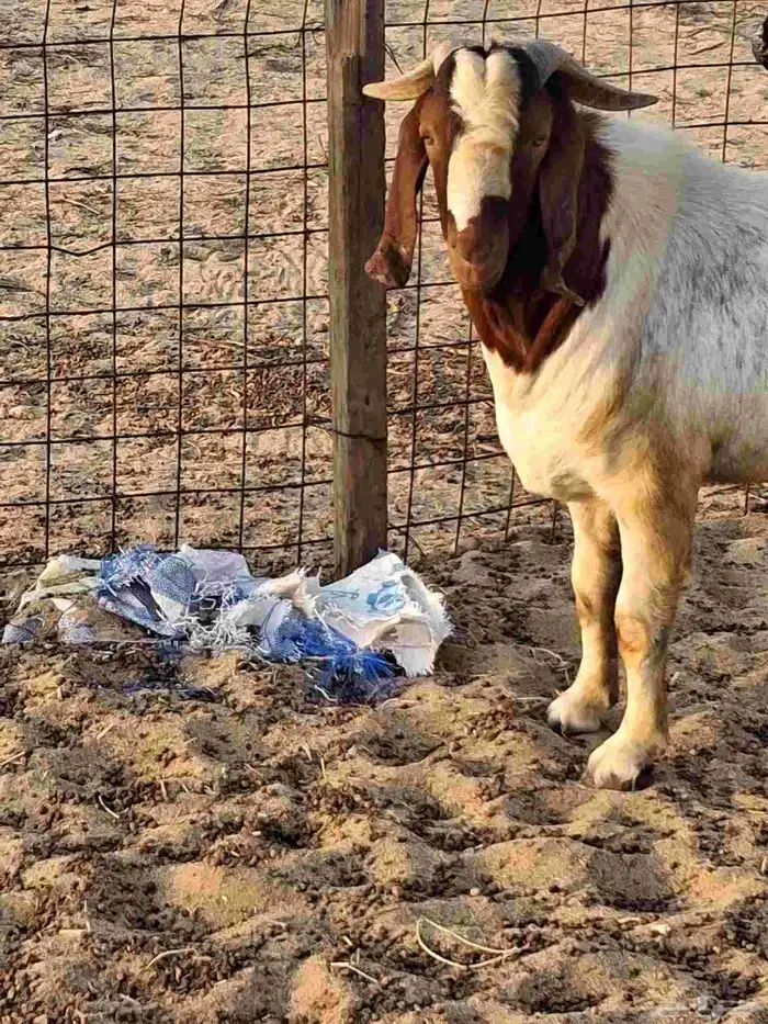 تيس فحل بروقيت سديس دم صافي ماشاء الله ضراب 6