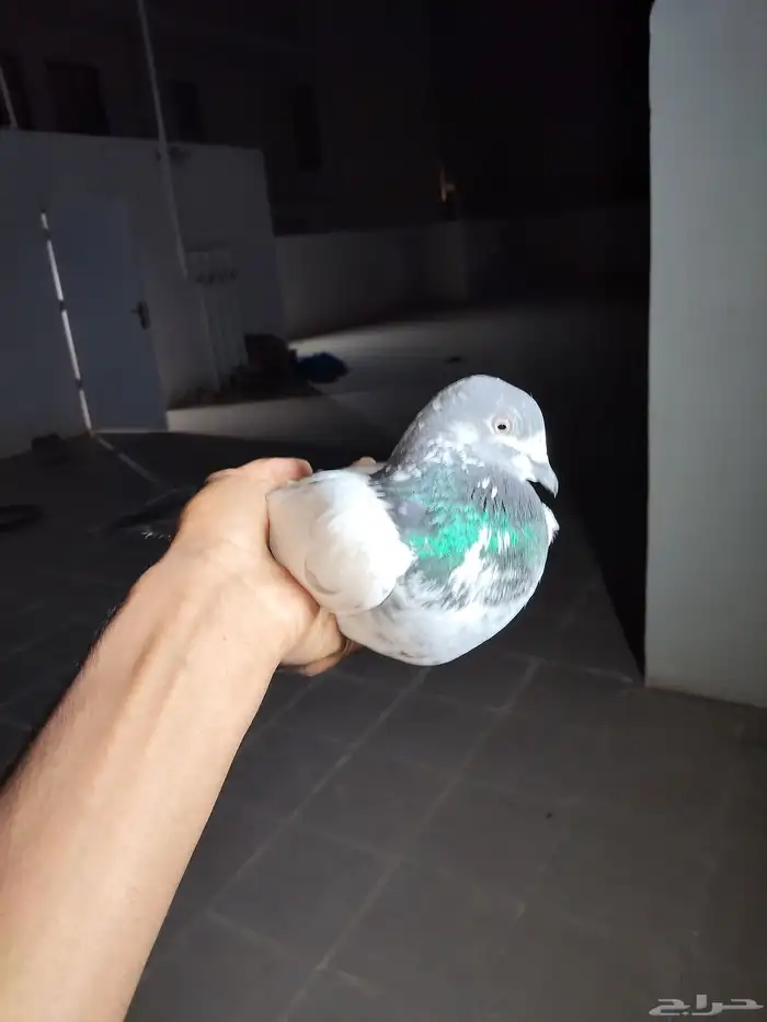 دجاج كويتي وحمام باكستاني وحمام قطيفي 1