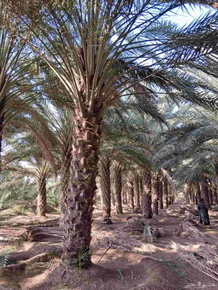 نخل برني للبيع ارتفاع 4متر الا 5 متر 1