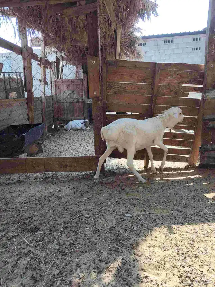 خروف بربري_الطرف. 2