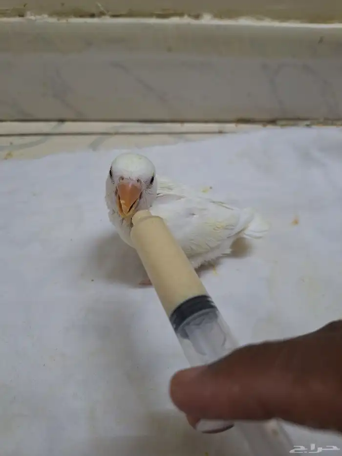 تبارك الله طيور روز للبيع فرخ واحد 1