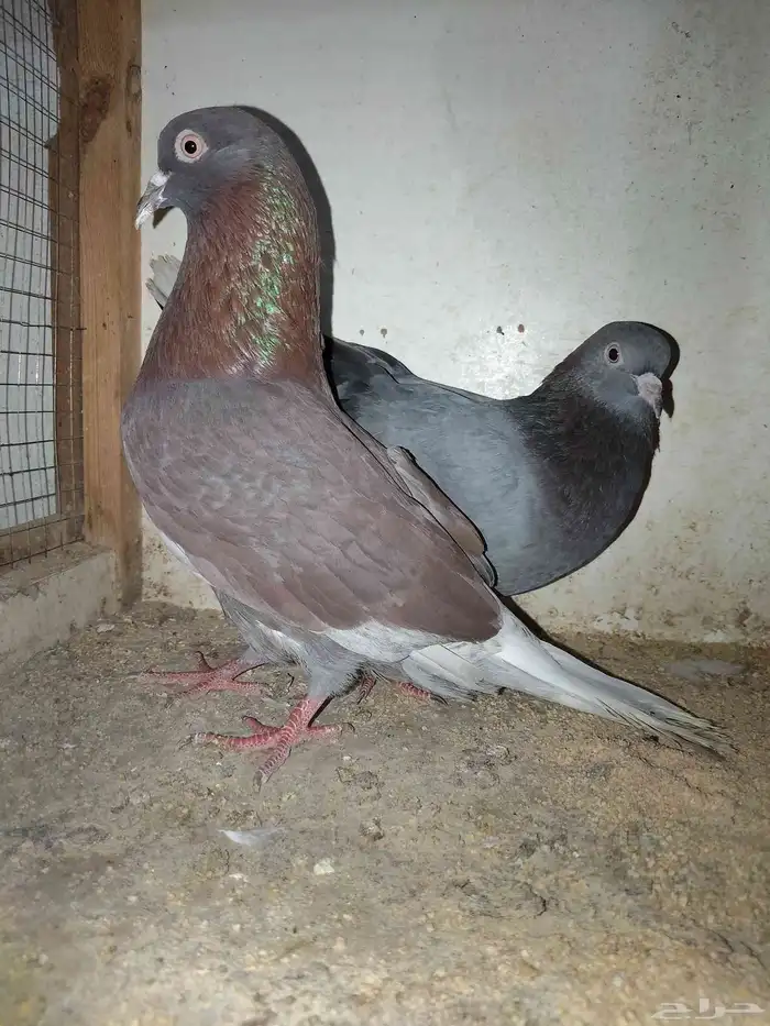 دجاج كويتي وحمام باكستاني وحمام قطيفي 4