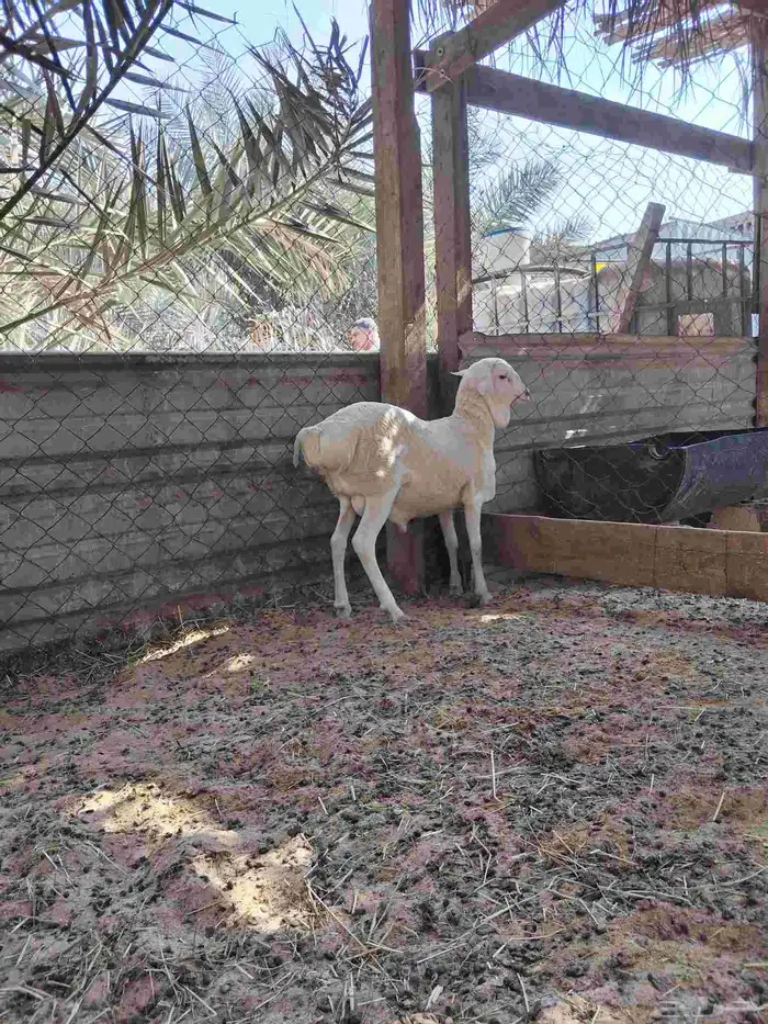 خروف بربري_الطرف. 1