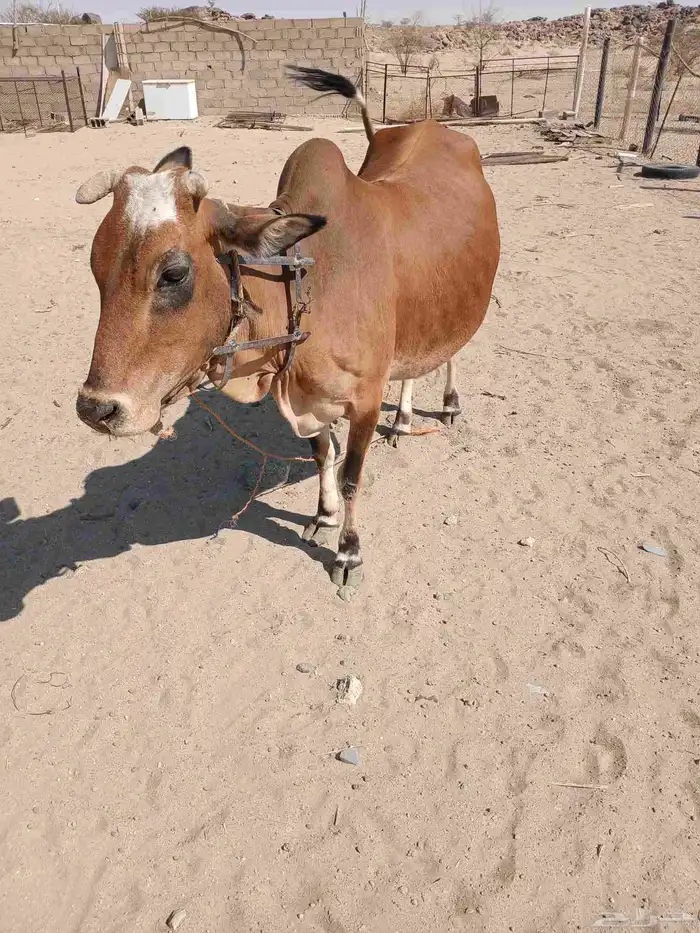 بقره بلد اللبيع حايل شحم 0