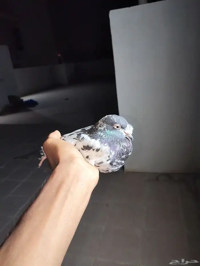 دجاج كويتي وحمام باكستاني وحمام قطيفي 3