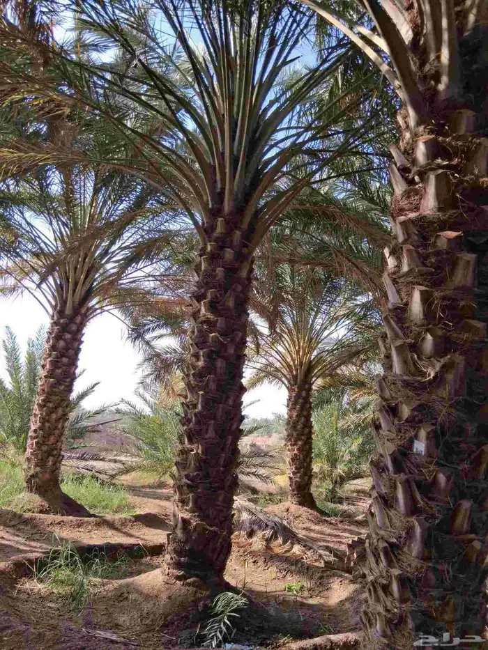 نخل برني للبيع ارتفاع 4متر الا 5 متر 3