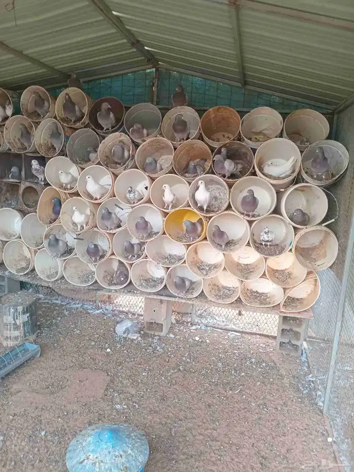 حمام فرنسي للبيع 1