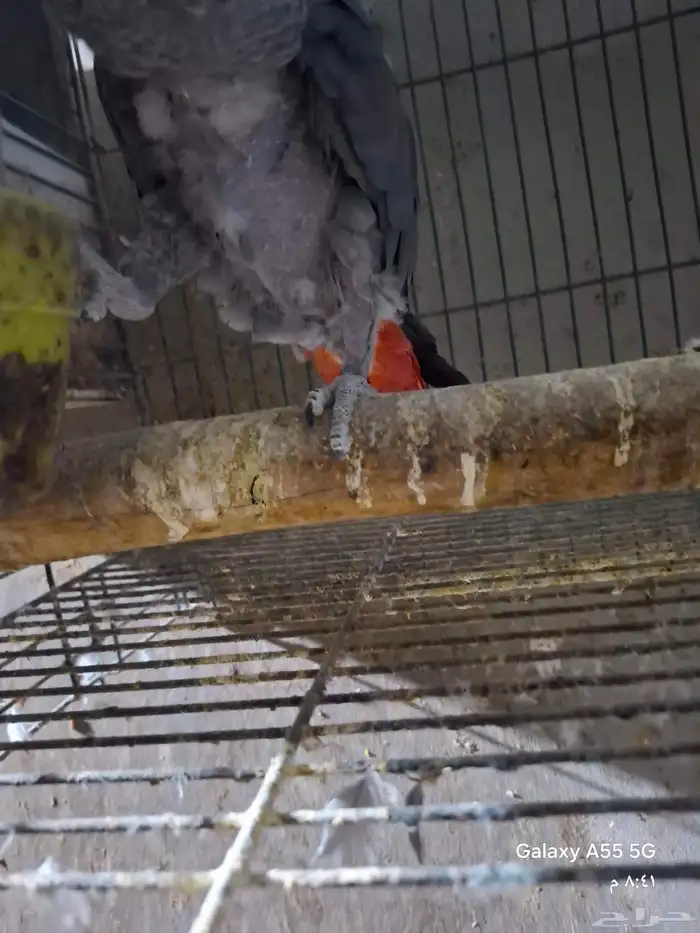 زوج كاسكو منتج 8