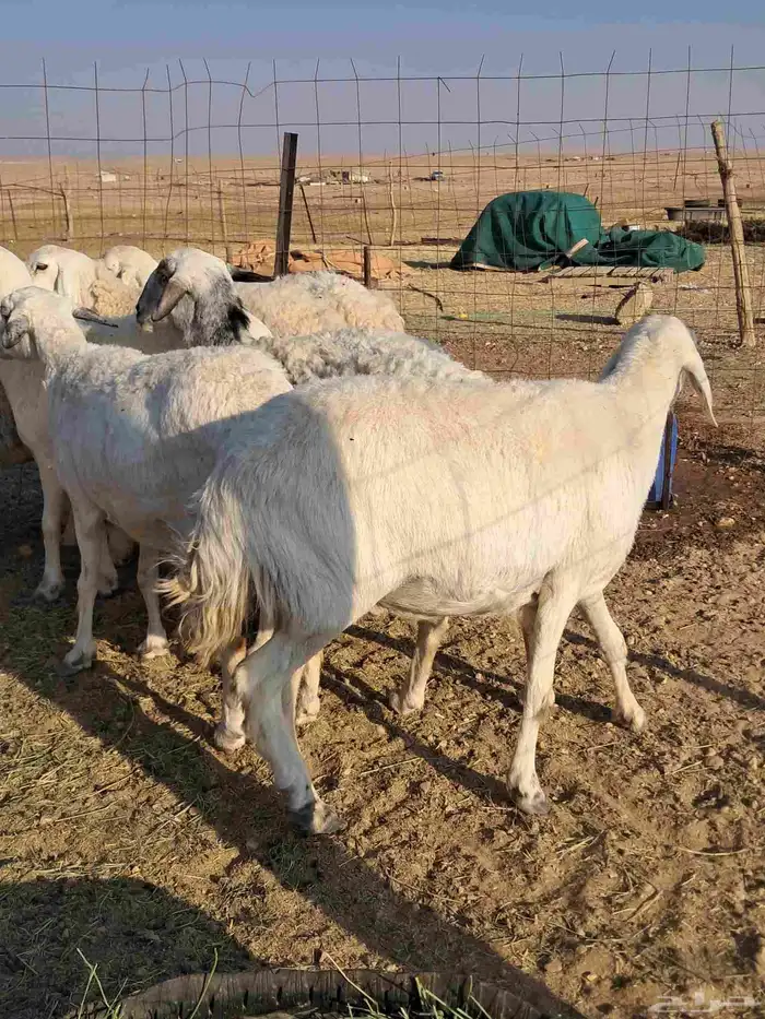 للبيع غنم حريات 1