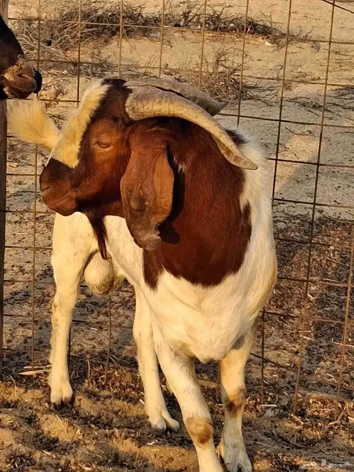 تيس فحل بروقيت سديس دم صافي ماشاء الله ضراب 2