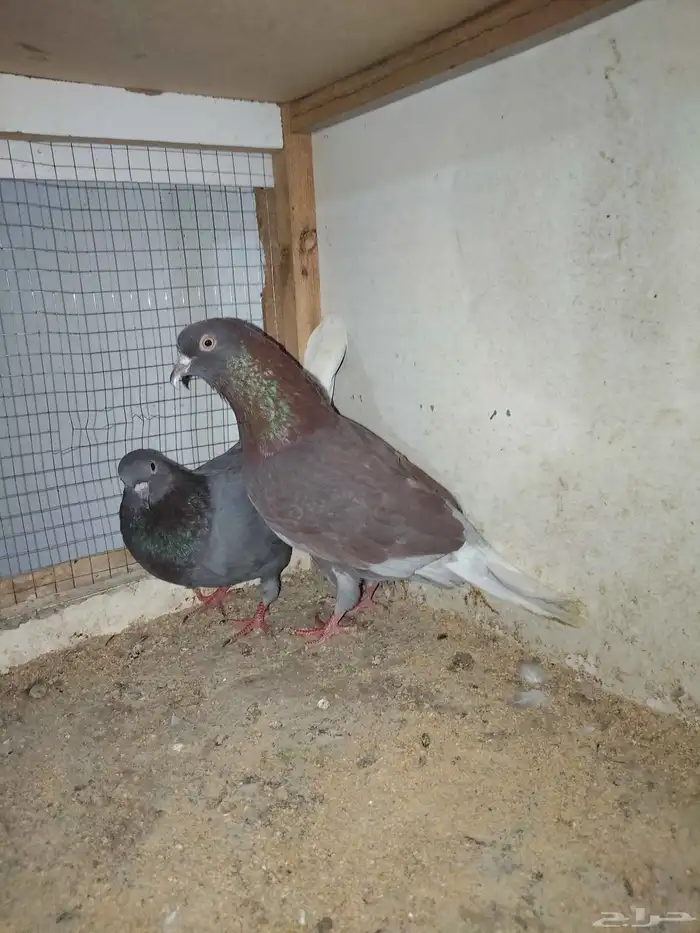 دجاج كويتي وحمام باكستاني وحمام قطيفي 6