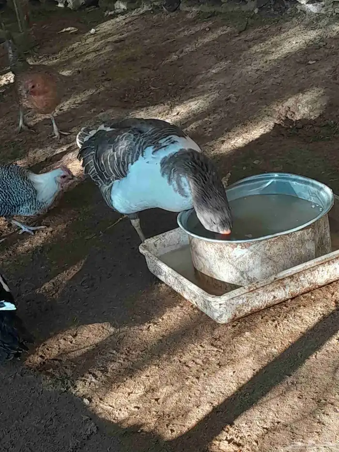 وز للبيع 7حبه عمر من 10 الى 11 شهر ذكوار وانثي 0