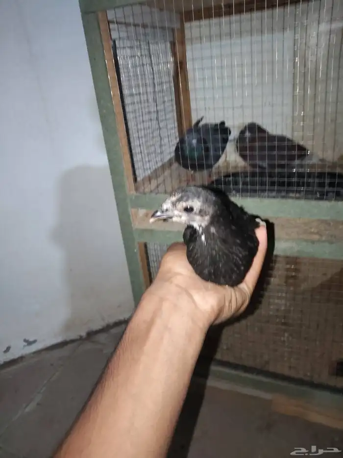 دجاج كويتي وحمام باكستاني وحمام قطيفي 8