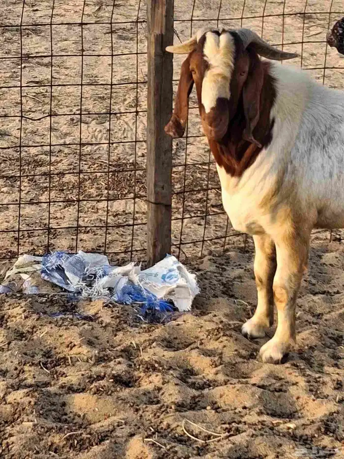 تيس فحل بروقيت سديس دم صافي ماشاء الله ضراب 0