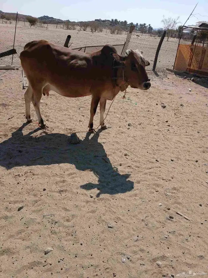 بقره بلد اللبيع حايل شحم 1