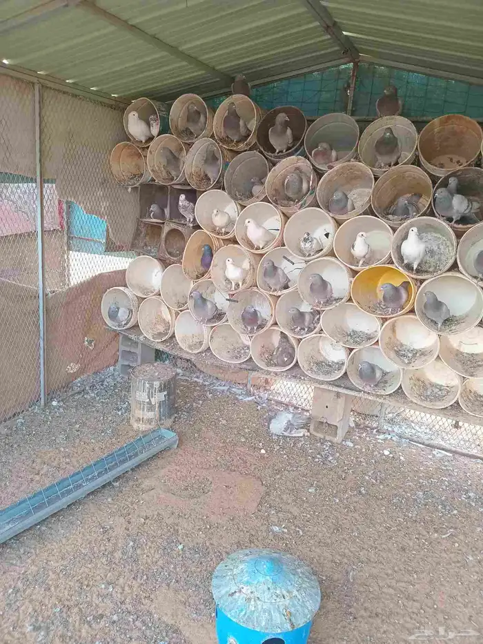 حمام فرنسي للبيع 0