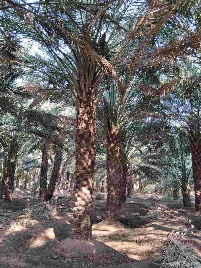 نخل برني للبيع ارتفاع 4متر الا 5 متر 0