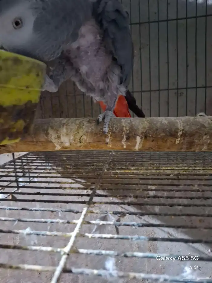 زوج كاسكو منتج 7